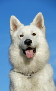 写メを定着させたのはソフトバンク